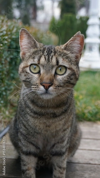 Obraz Portrait of a tabby cat with green eyes sitting on wooden floor outdoors