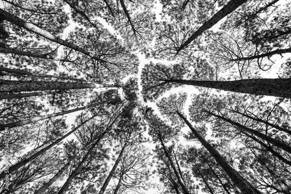 Obraz Abstract limbs reach through void