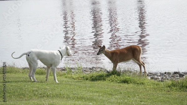 Obraz White dog encounters wild deer by the riverside