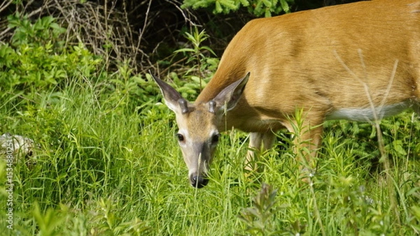 Obraz White-tailed deer in natural habitat, standing and grazing in forest and lakeside