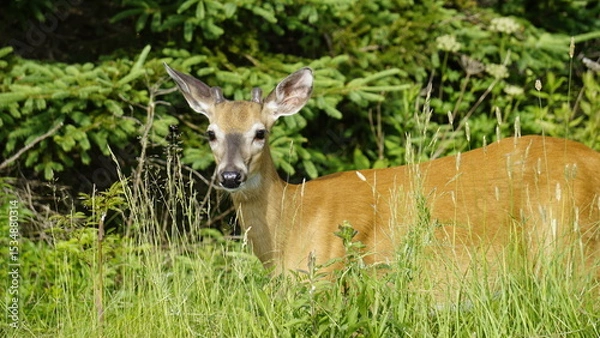 Obraz White-tailed deer in natural habitat, standing and grazing in forest and lakeside
