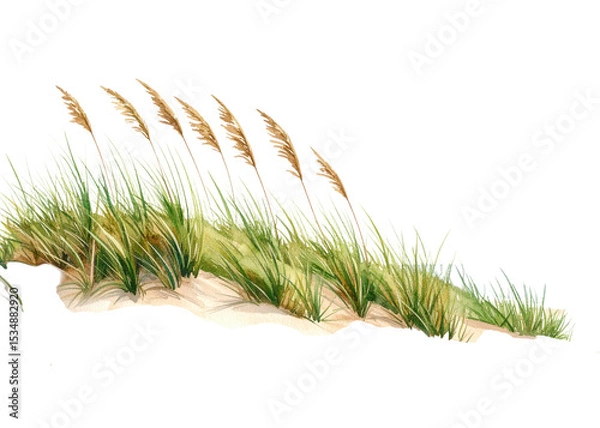 Fototapeta A beautiful watercolor illustration depicting lush green beach grass growing on a sandy dune, featuring distinctive feathery plumes. Ideal for nature themed designs.