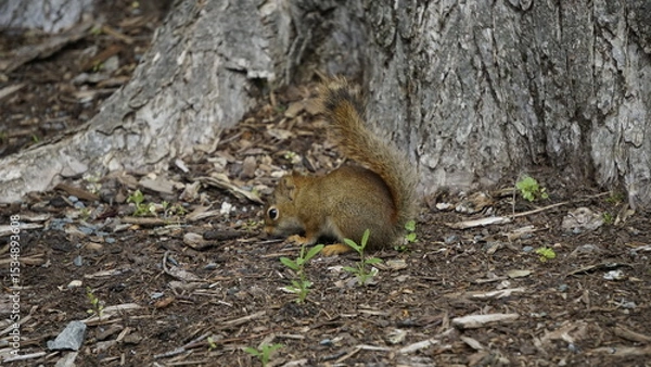 Obraz Red Squirrel Sniffing the Ground in Forest