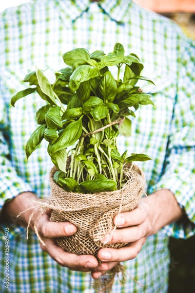 Fototapeta Farmer with herbs
