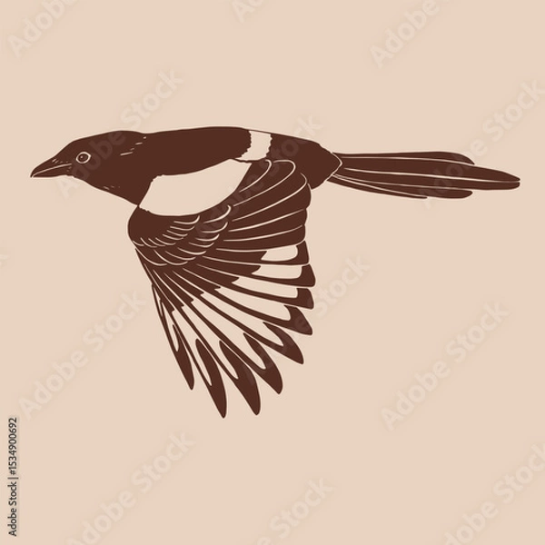 Obraz Magpie, flying bird. Hand drawn vector illustration.