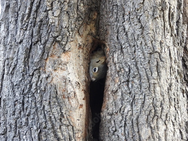 Fototapeta Squirrel Peeking Out from Tree Hollow