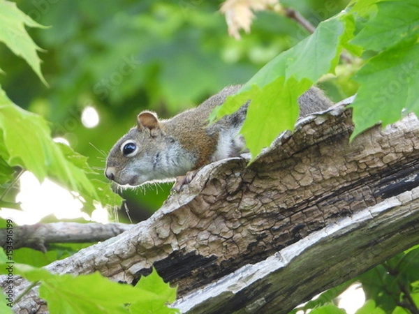 Obraz Curious Squirrel on Tree Branch