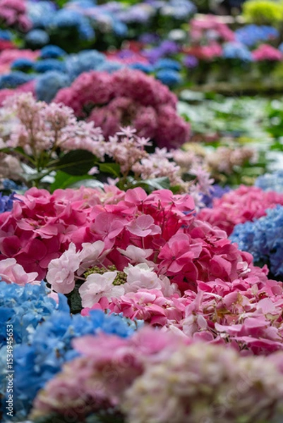 Obraz 紫陽花・あじさい・アジサイ