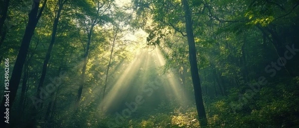Fototapeta A serene forest scene with sunlight streaming through the trees.