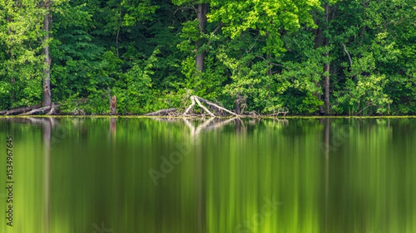 Obraz Green oaks by the lake. Blurred reflection of trees in water..