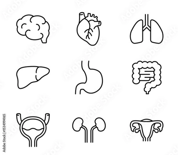 Obraz シンプルな内臓のアイコンイラストセット　ベクター
