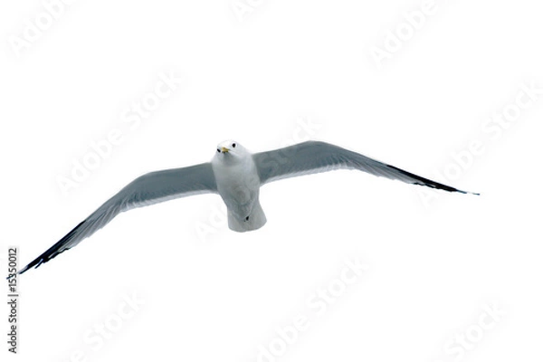 Obraz Möwe freigestellt