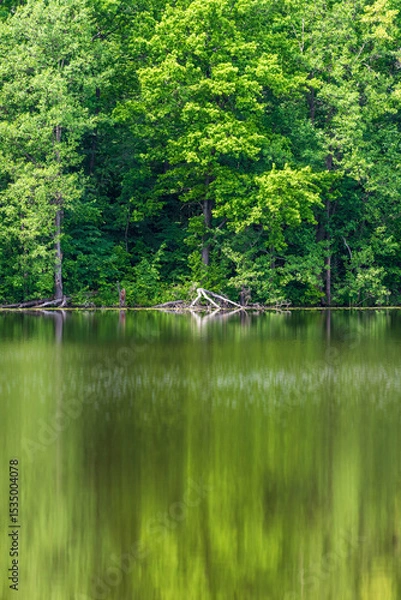 Obraz Green oaks by the lake. Blurred reflection of trees in water.. Vertical view.
