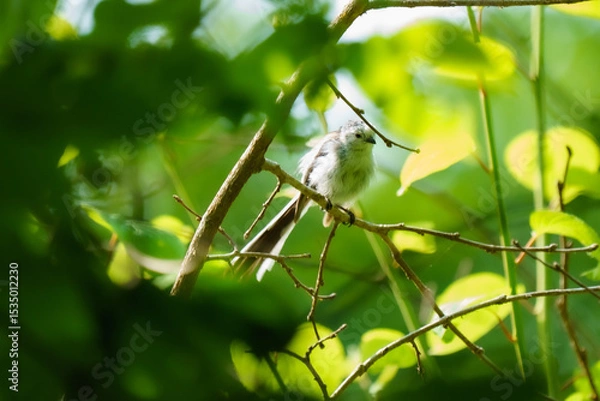 Obraz 北海道の野鳥