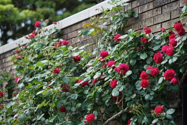 Obraz 赤いバラと壁