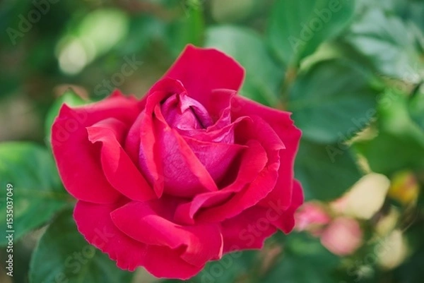 Obraz 赤いバラのアップ