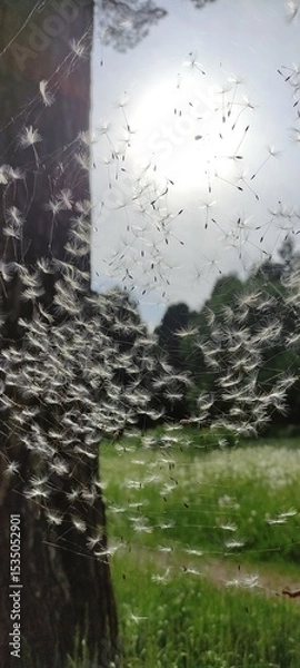 Obraz Dandelion lawn in rainy weather