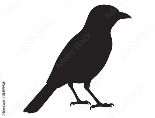 Fototapeta MOCKINGBIRD SILHOUETTE