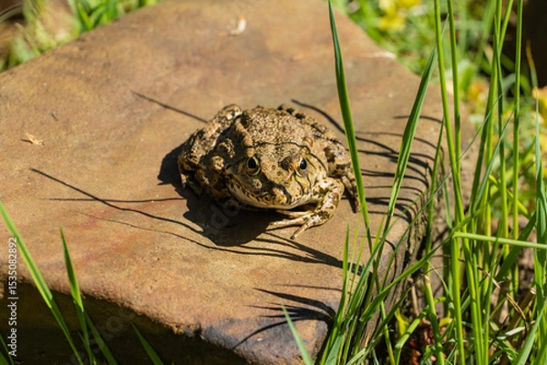 Fototapeta Frog sits on stone among green vegetation and moss near shallow pond, harmoniously blending into environment. Blurred background. Nature concept for design