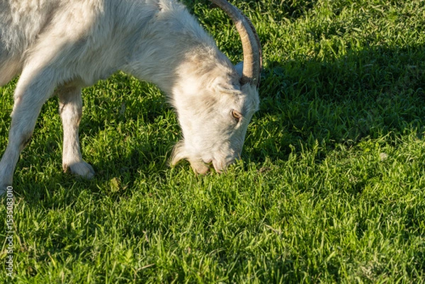 Fototapeta White goat with curved horns is grazing on lush green grass in  sunlit field.