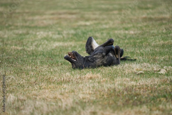 Obraz Beautiful German Shepherd dog playing exuberantly on a meadow on a farm in Skaraborg Sweden on a beautiful spring day
