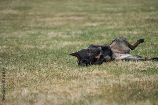 Obraz Beautiful German Shepherd dog playing exuberantly on a meadow on a farm in Skaraborg Sweden on a beautiful spring day