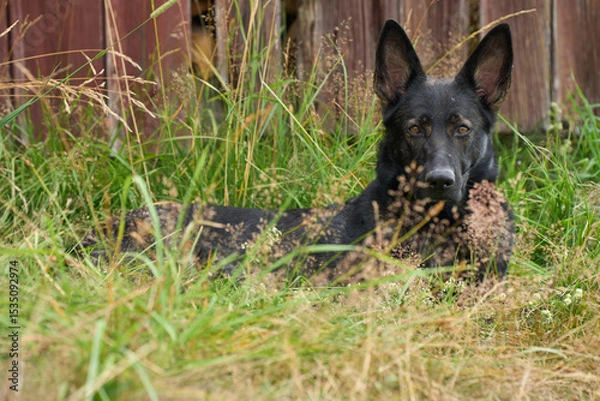 Obraz Beautiful German Shepherd dog playing exuberantly on a meadow on a farm in Skaraborg Sweden on a beautiful spring day