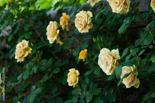 Obraz 咲きほこる黄色いバラ1