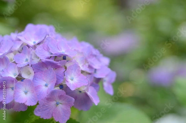 Fototapeta 【京都】三千院に咲く紫陽花