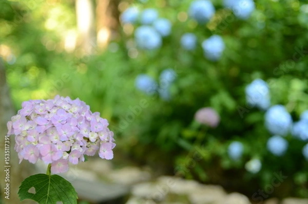 Fototapeta 【京都】三千院に咲く紫陽花