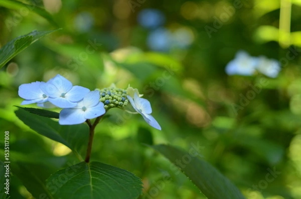 Fototapeta 【京都】三千院に咲く紫陽花