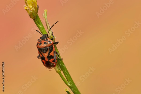 Obraz chinche de las flores 