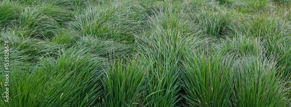 Fototapeta A dense field is covered in clumpy green grass. The grass is vibrant and lush, with varying shades of green. Sunlight illuminates the field, highlighting the texture of the grass blades.