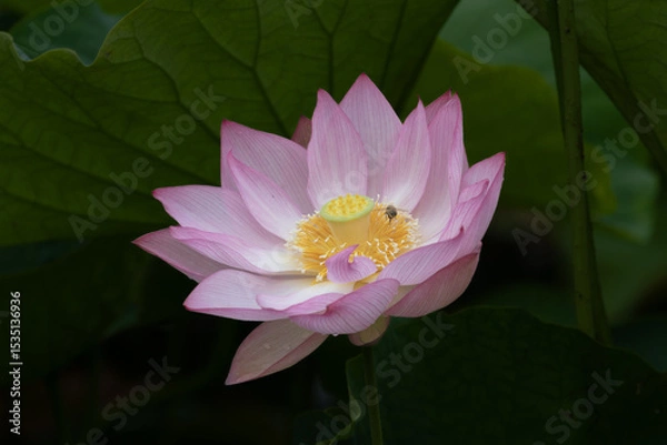 Obraz 初夏の訪づれ