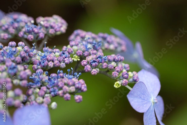 Obraz 満開は遠い紫陽花