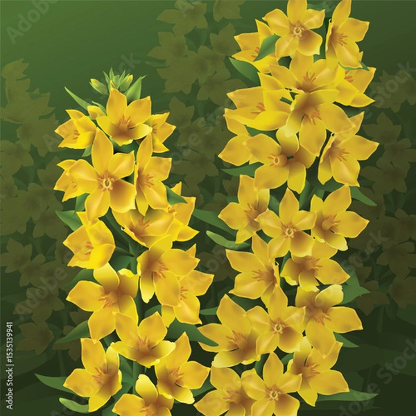 Fototapeta Loosestrife spotted in the summer garden. Yellow flowers of Lysimachia punctata is a moisture-loving cultivated herbaceous perennial. Vector realistic colorful drawing.