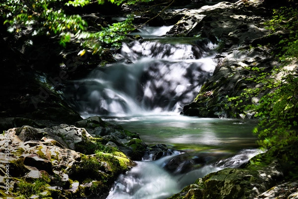 Fototapeta 新緑の中の渓流と滝