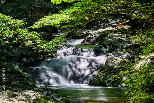 Obraz 新緑の中の渓流と滝