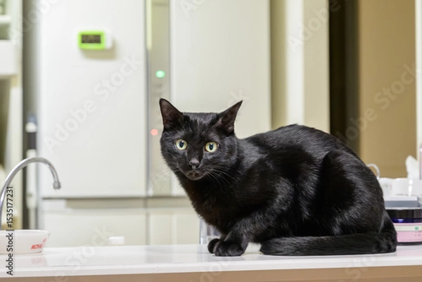 Fototapeta 家の中にいる可愛い黒ねこ