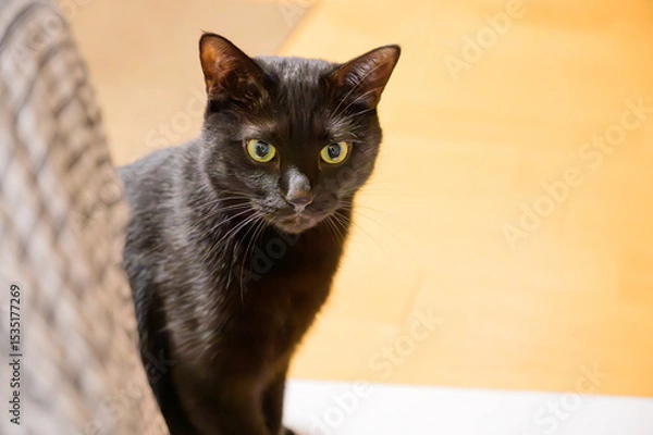 Fototapeta 家の中にいる可愛い黒ねこ