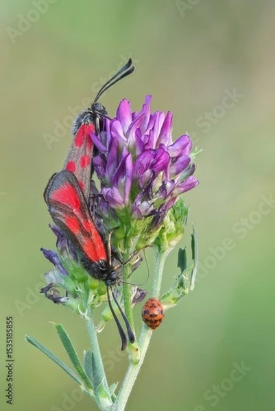Obraz Widderchen bei der Paarung
