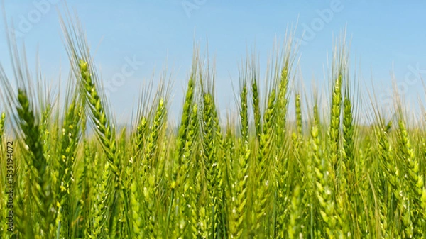Fototapeta Young green wheat growing in an agricultural field, symbolizing sustainable farming, natural growth, and food production
