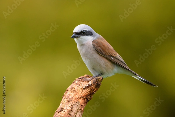 Obraz Neuntöter Männchen