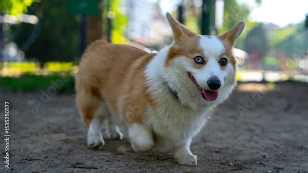 Obraz A cute Welsh Corgi dog with a raised paw, walking adorably