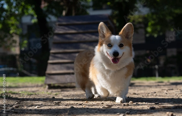 Obraz A Welsh Corgi dog running toward its owner, facing the camera