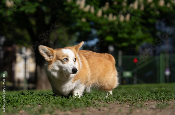 Obraz Beautiful Welsh Corgi dog, alert corgi, cautious expression