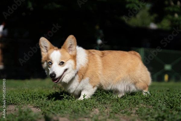 Obraz A Welsh Corgi dog under soft golden sunlight during a walk, looking content and relaxed.