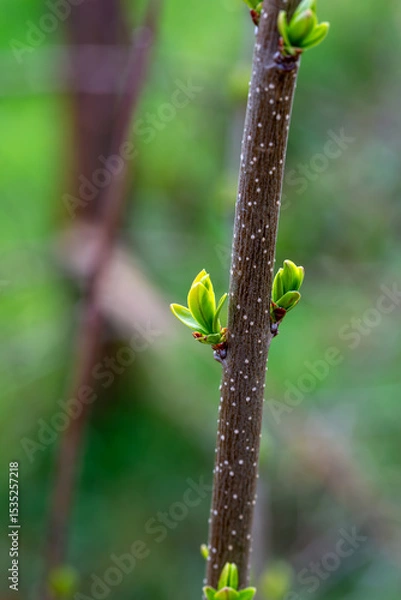 Fototapeta Bourgeons de troène