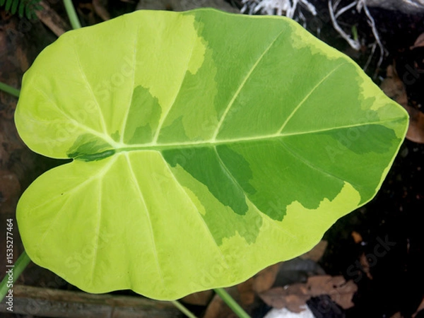 Fototapeta caladium bicolor and colorfull plant colocasia variegated leaf in pot house garden