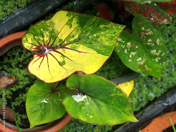 Fototapeta caladium bicolor and colorfull plant colocasia variegated leaf in pot house garden